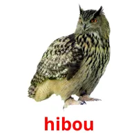 hibou cartes flash