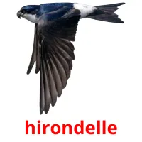 hirondelle cartes flash