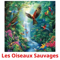 Les Oiseaux Sauvages cartes flash