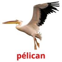 pélican picture flashcards
