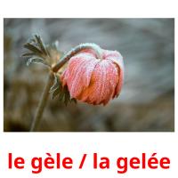 le gèle / la gelée card for translate