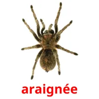 araignée Tarjetas didacticas