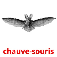 chauve-souris Tarjetas didacticas