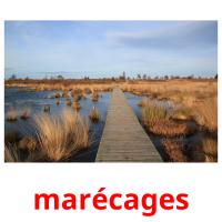 marécages card for translate
