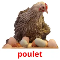 poulet Tarjetas didacticas