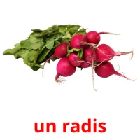 un radis Tarjetas didacticas