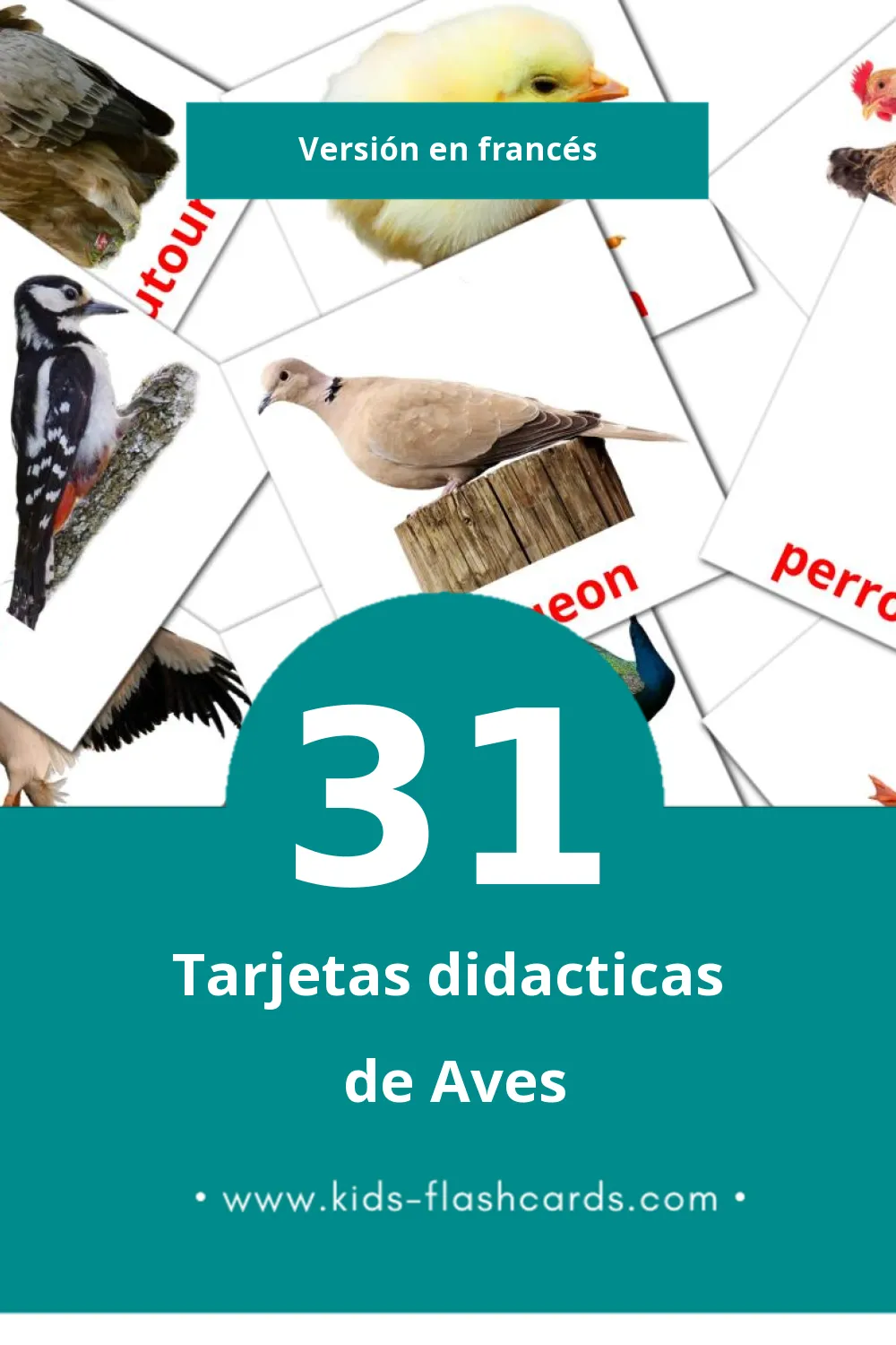 Tarjetas visuales de Oiseaux para niños pequeños (31 tarjetas en Francés)