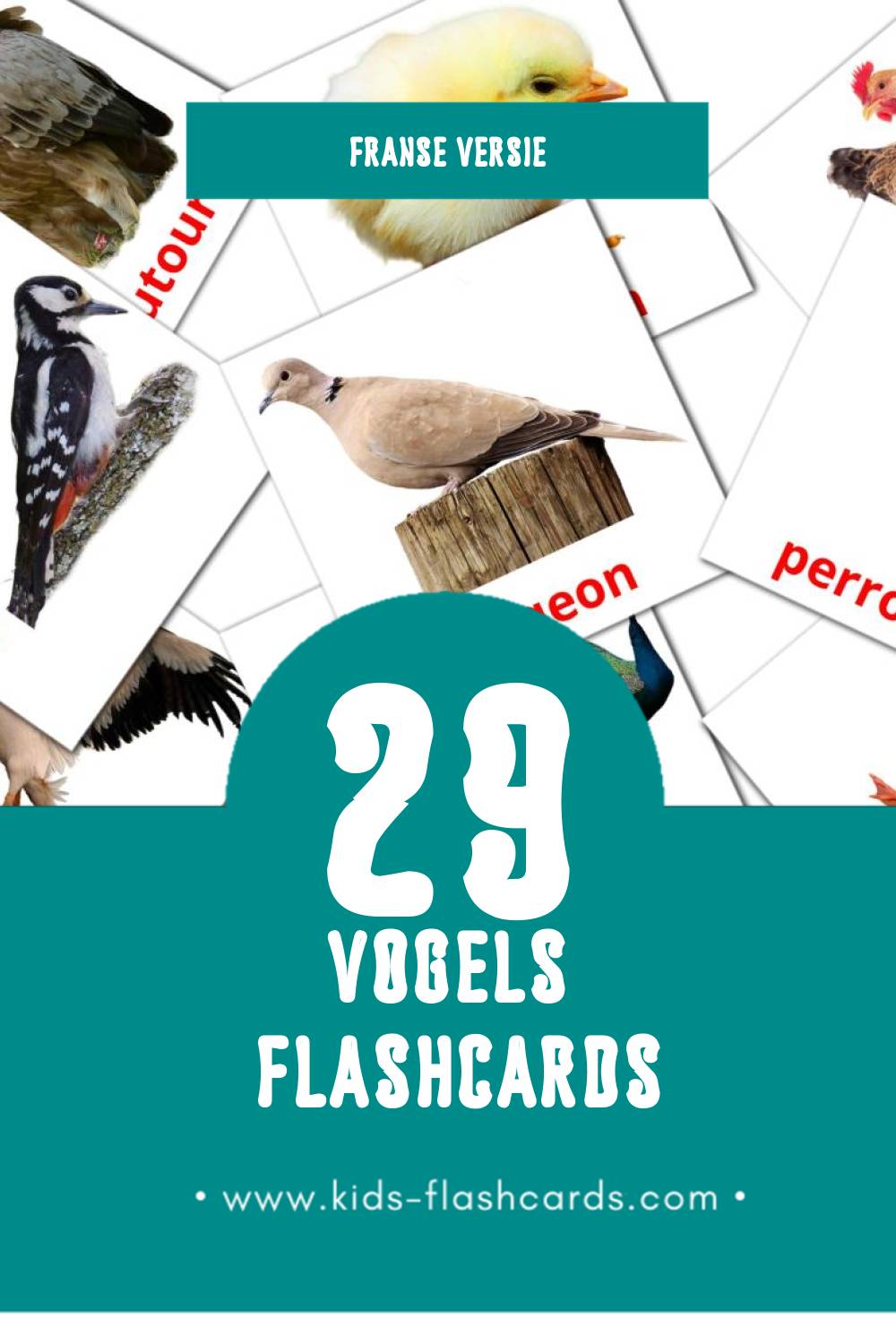 Visuele Oiseaux Flashcards voor Kleuters (29 kaarten in het Frans)