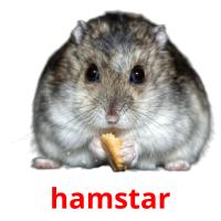 hamstar picture flashcards