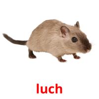 luch picture flashcards