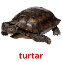 turtar picture flashcards