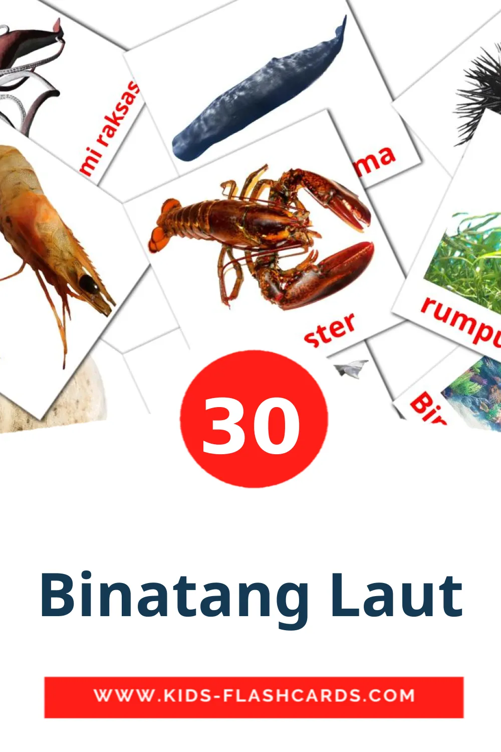 30 Binatang Laut Picture Cards for Kindergarden in irish