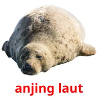 anjing laut picture flashcards