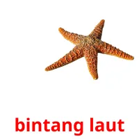 bintang laut picture flashcards