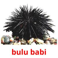 bulu babi picture flashcards