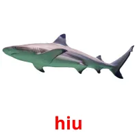 hiu picture flashcards