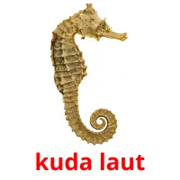 kuda laut picture flashcards