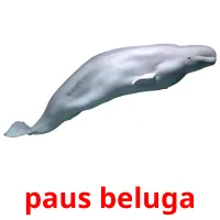 paus beluga picture flashcards