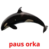 paus orka picture flashcards