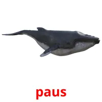 paus picture flashcards