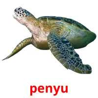 penyu picture flashcards