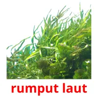 rumput laut picture flashcards