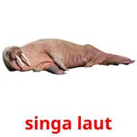 singa laut picture flashcards