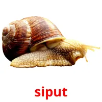 siput picture flashcards