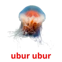 ubur ubur picture flashcards