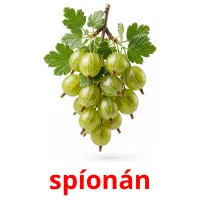 spíonán карточки энциклопедических знаний