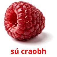 sú craobh карточки энциклопедических знаний