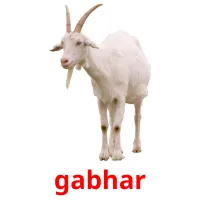 gabhar picture flashcards