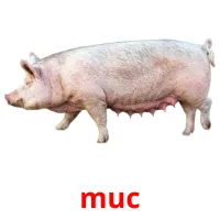 muc picture flashcards