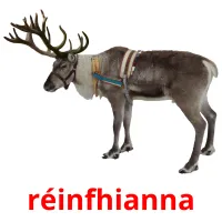 réinfhianna picture flashcards