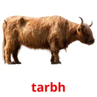 tarbh picture flashcards