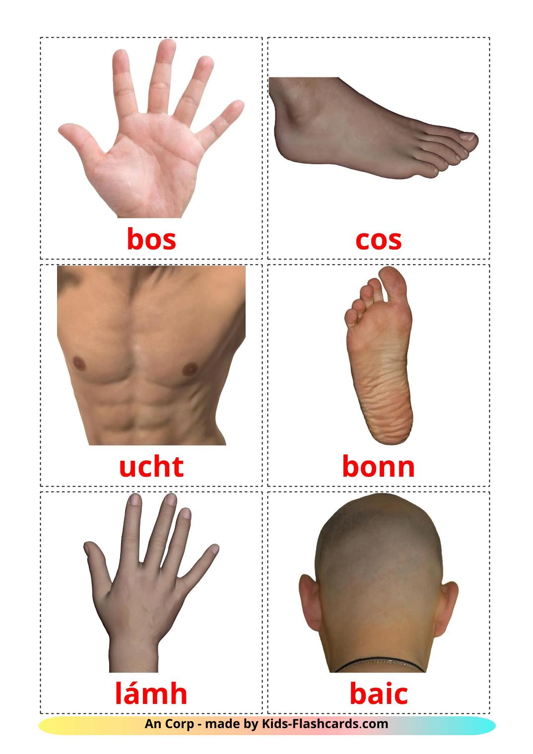 Body Parts - 26 Free Printable irish Flashcards 