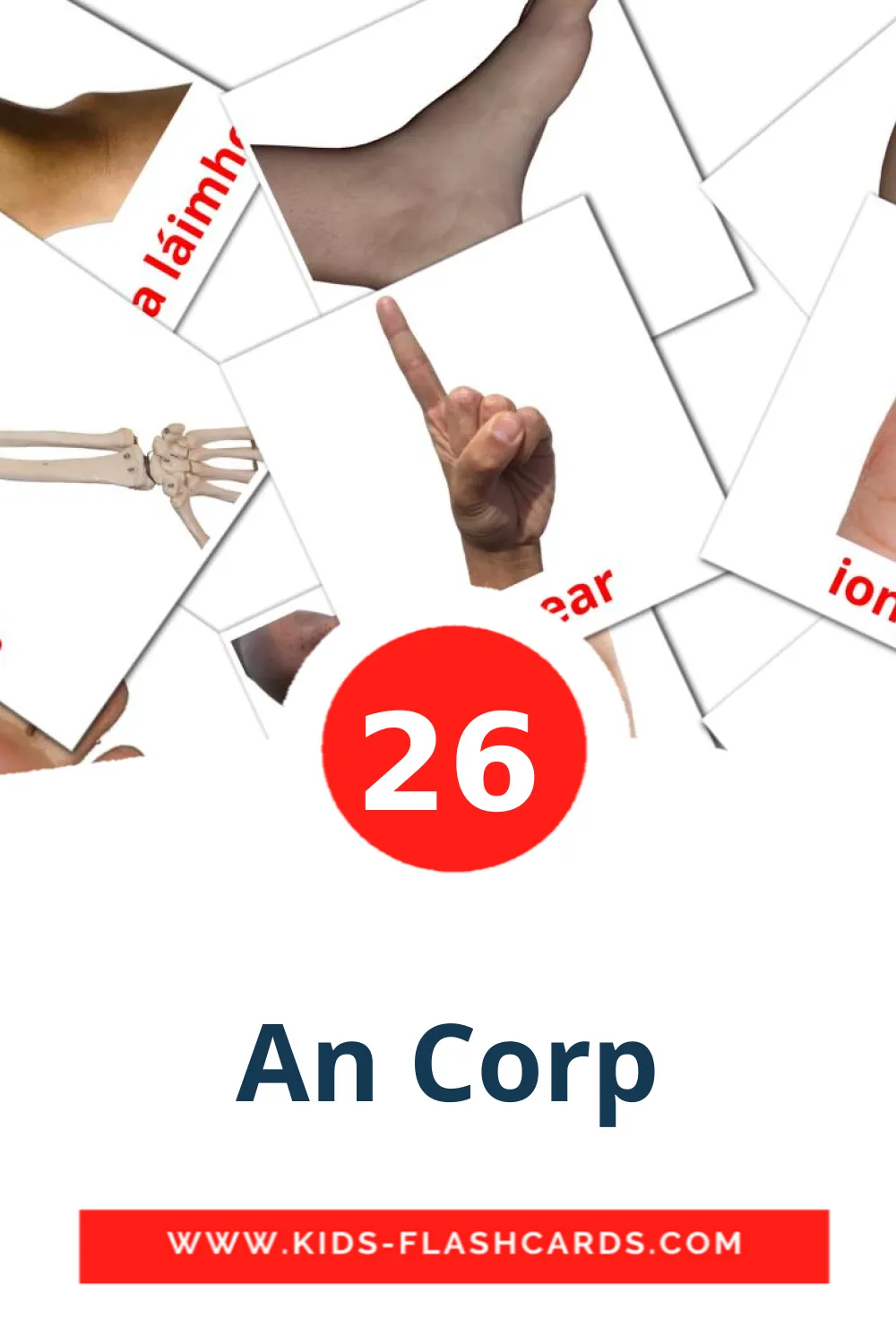 26 An Corp Picture Cards for Kindergarden in irish