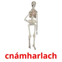 cnámharlach picture flashcards