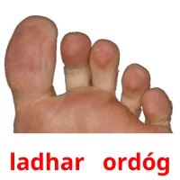 ladhar   ordóg picture flashcards