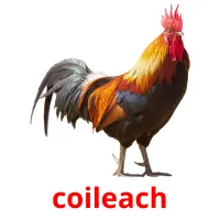 coileach bildkort för barn