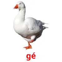 gé bildkort för barn