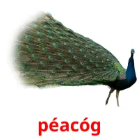 péacóg bildkort för barn