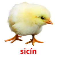 sicín bildkort för barn