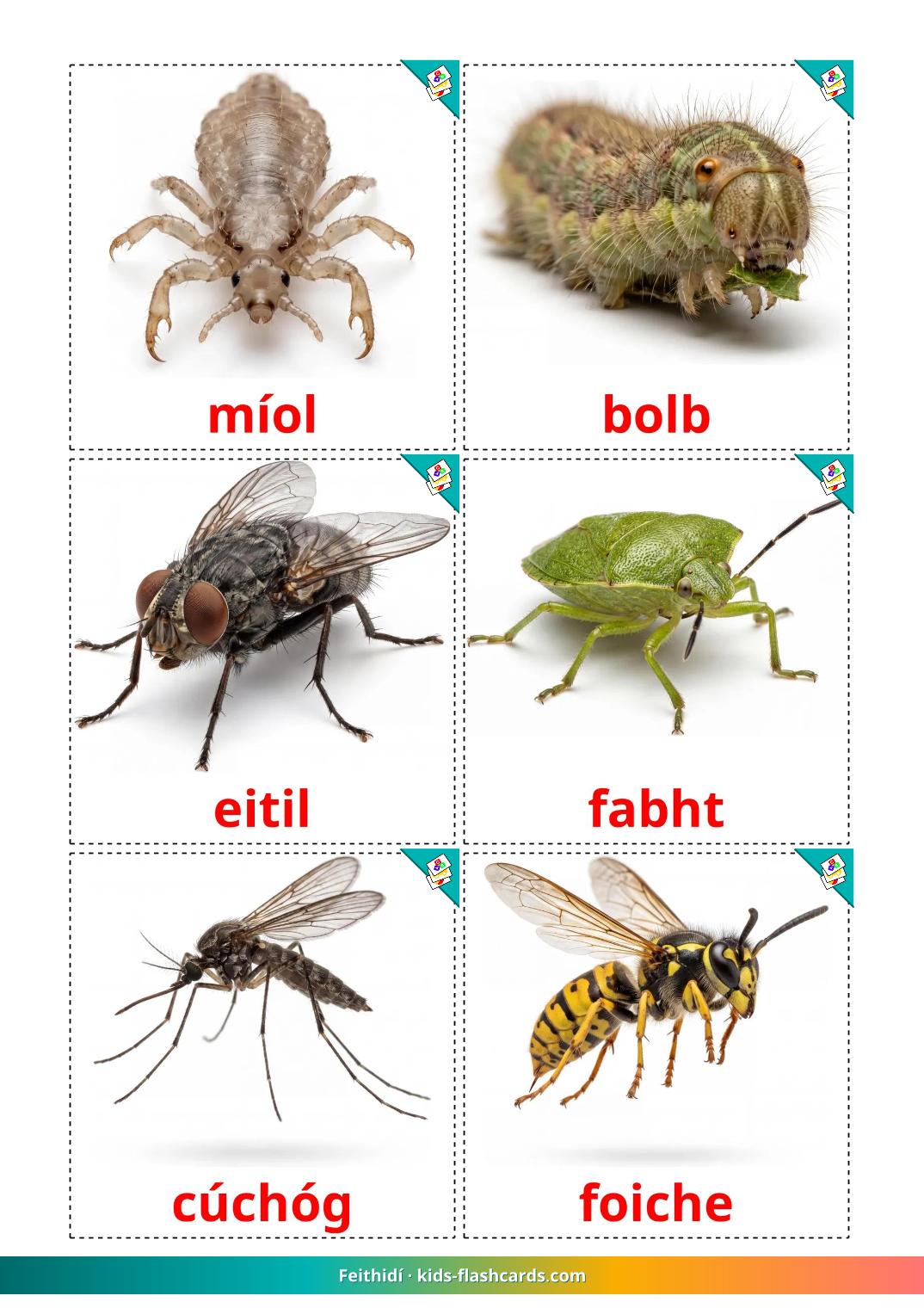 insekter - 24 gratis utskrivbare bildekort på irsk