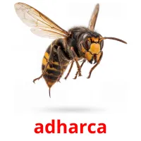 adharca bildekort