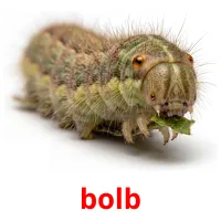 bolb bildekort
