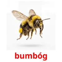 bumbóg bildekort