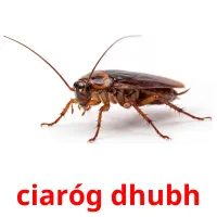 ciaróg dhubh bildekort