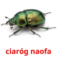 ciaróg naofa bildekort