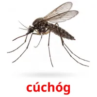 cúchóg bildekort